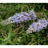 Chaste tree, Vitex agnus castus, whole seeds