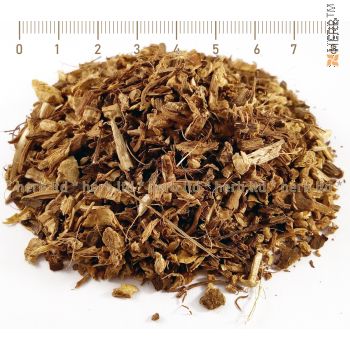 echinacea root, echinacea, SuperorderEchinacea