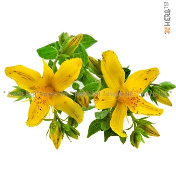 St. John's wort yellow herb, bellflower, St. John's wort application, St. John's wort yellow tea