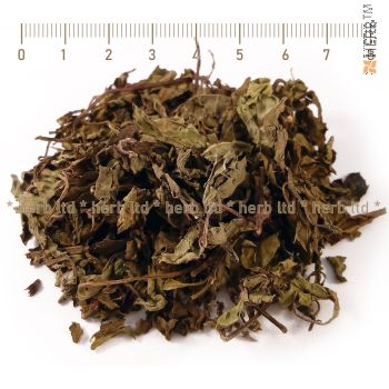 orthosyphon herb, kidney tea, java tea, Orthosiphon stamineus, Lamiaceae