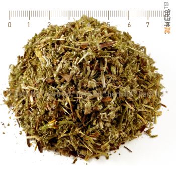 mountain ash tea, potentilla erecta burning, hemostatic, anti-inflammatory, antispasmodic