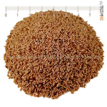 Psyllium husk, Psyllium husk for liver, Psyllium seed tea, Psyllium seed tea price