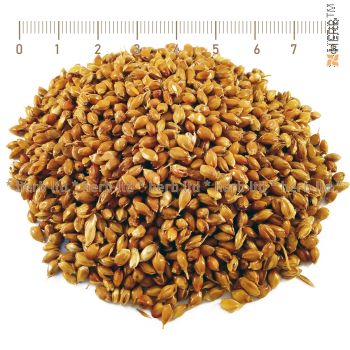 broom, Panicum miliaceum, Sugar broom, Sorghum seeds price, Broom seeds for kidneys