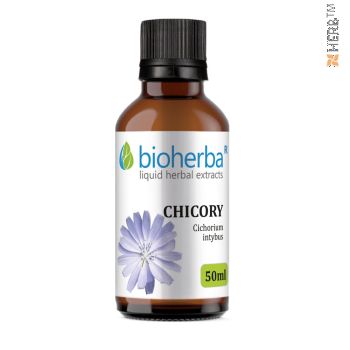 tincture chicory, chicory, digestion