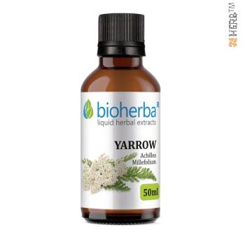 white yarrow, tincture, gastrointestinal tract