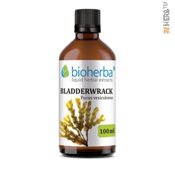 witch hazel, tincture, witch hazel, herbal extract, hemorrhoids, varicose veins, circulatory system