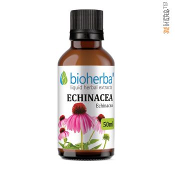 Echinacea, Echinacea-Tinktur, Echinacea-Tinktur, Echinacea-Kraut, Echinacea-Kräuter, Echinacea-Extrakt, Extrakt, Kräutertinktur, Tinkturen, Bioherba, bulgarisches Kraut, Heiltinkturen, Immunsystem, Immunität, Herpes, Influenza und Influenza Kräuter, Kräut