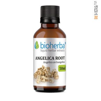 Angelica, root, tincture, Angelica archangelica, herbal extract, endocrine system, hormonal balance, menopause, apathy, fatigue