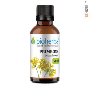 Primrose, tincture, Primula veris, herbal extract, cough, bronchitis, headache, anxiety, insomnia