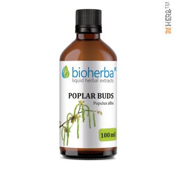 Poplar buds, tincture, Populus Alba, herbal extract, bones, joints, musculoskeletal system