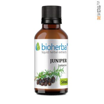 Juniper, tincture, Juniperus, herbal extract, diuretic, anti-inflammatory, antispasmodic