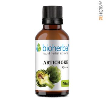 Artichoke, tincture, Cynara cardunculus, herbal extract, bile, liver, kidneys, stomach