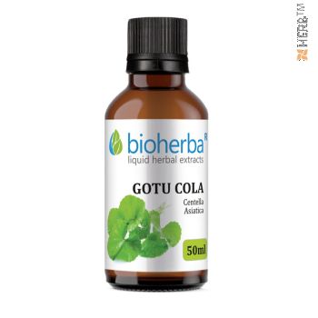 Gotu Kola, tincture, Centella Asiatica, herbal extract, memory, circulatory system, veins, hemorrhoids