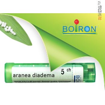 aranea diadema, boiron