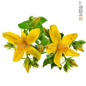 St. John's wort yellow herb, bellflower, St. John's wort application, St. John's wort yellow tea