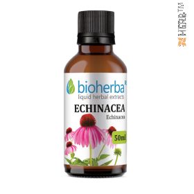 Echinacea, Echinacea-Tinktur, Echinacea-Tinktur, Echinacea-Kraut, Echinacea-Kräuter, Echinacea-Extrakt, Extrakt, Kräutertinktur, Tinkturen, Bioherba, bulgarisches Kraut, Heiltinkturen, Immunsystem, Immunität, Herpes, Influenza und Influenza Kräuter, Kräut